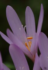 Herbstzeitlose bei Battenberg